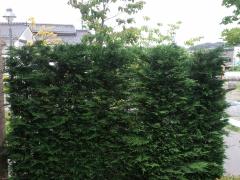 コニファー レイランディーの画像