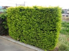 コニファー ゴールドライダーの画像