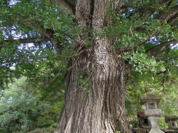 横川の大イチョウの画像3