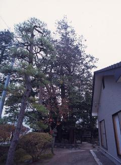 東方のビャクシンの画像