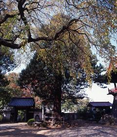 常楽寺のコウヤマキの画像