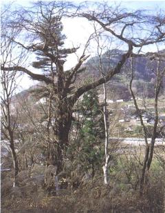 社宮祠のシダレヒガンザクラの画像