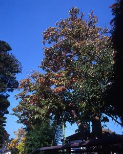 内田のカキの画像