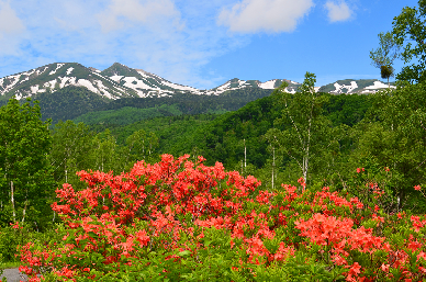 レンゲツツジ群落の画像1
