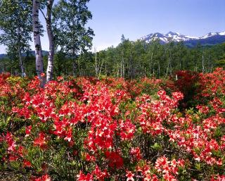 レンゲツツジ群落の画像2