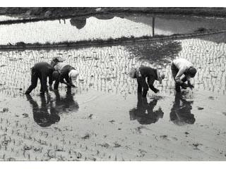 田植え（入山辺・舟付）の画像