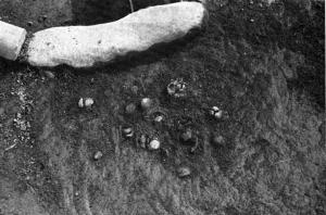 クルミの炭化物の出土状態(第3号住居跡)