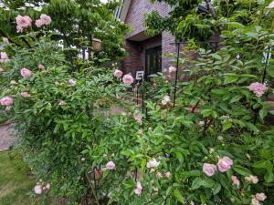 オープンガーデン写真