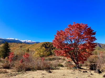 乗鞍高原一の瀬大カエデ