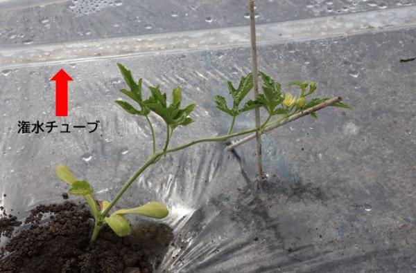 潅水チューブ