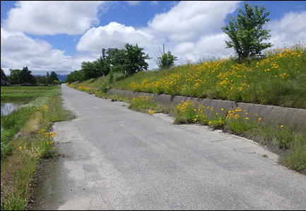 オオキンケイギク駆除前1