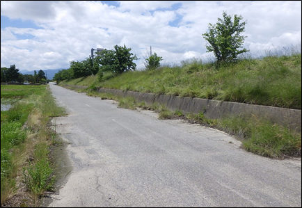 オオキンケイギク駆除後