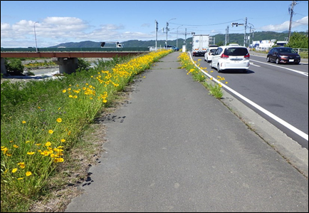 オオキンケイギク駆除前2