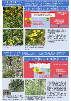 駆除したい外来植物1