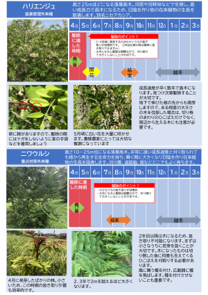 駆除したい外来植物2