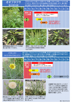 駆除したい外来植物6