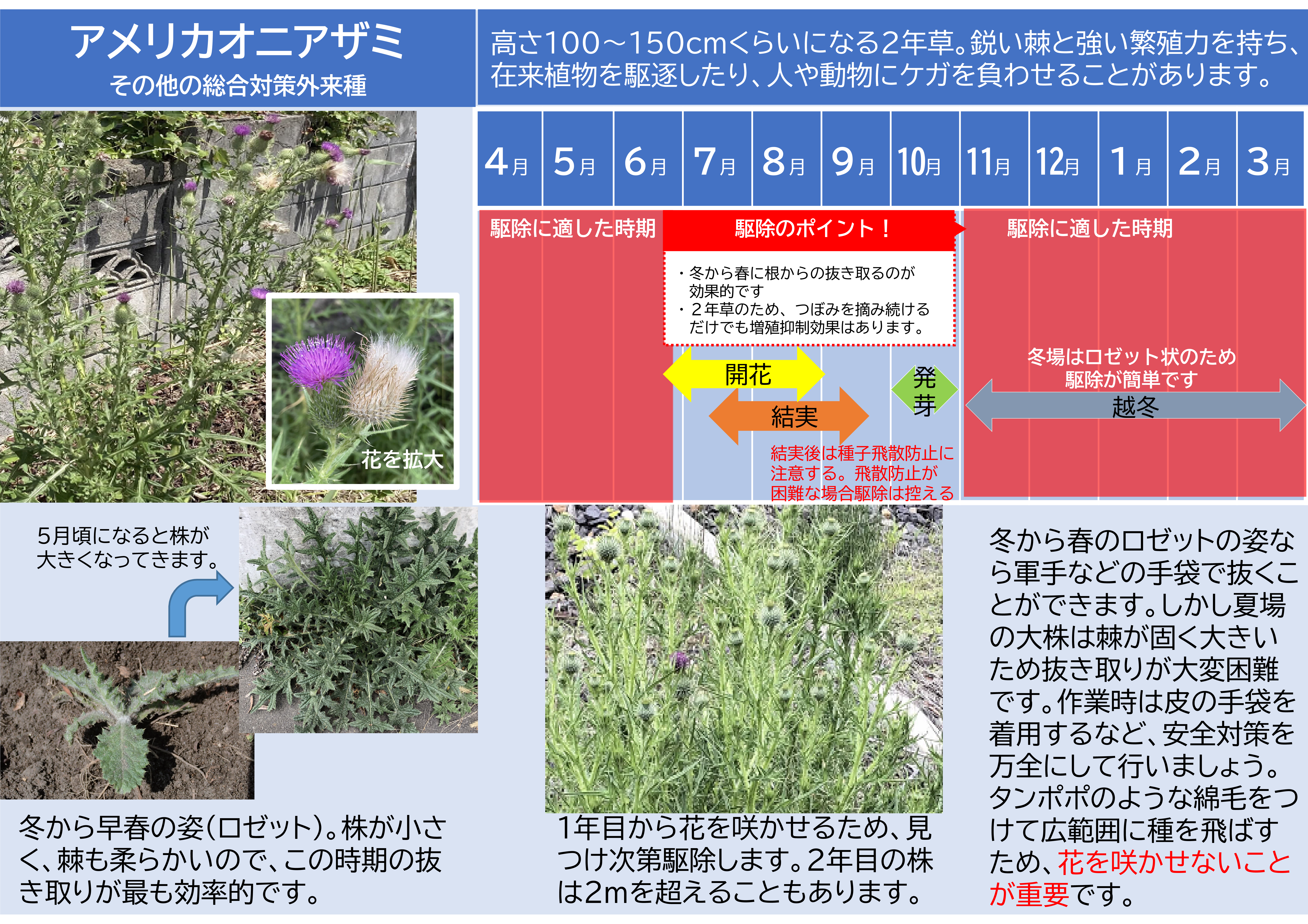 アメリカオニアザミとは