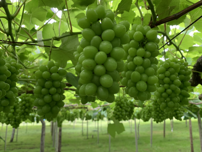 シャインマスカット