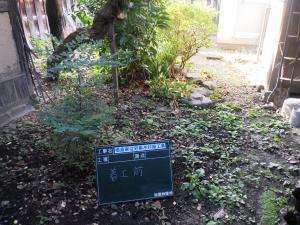 中庭すき取り前