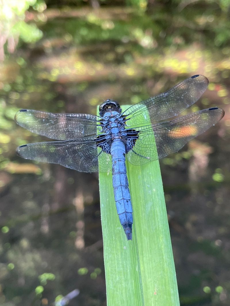 報告いただいたオオシオカラトンボ