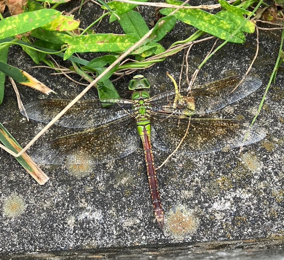 報告いただいたギンヤンマ