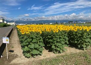 景観形成（芳川）