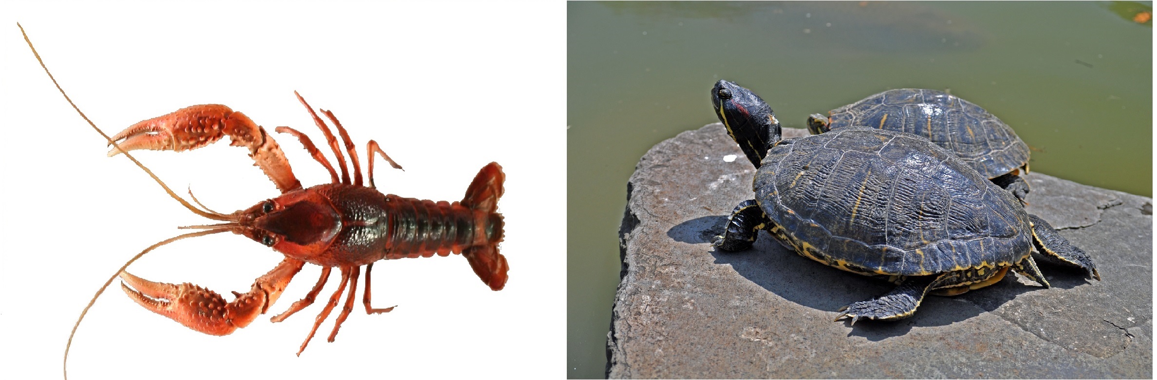 アメリカザリガニ、アカミミガメ