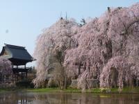 安養寺しだれ桜