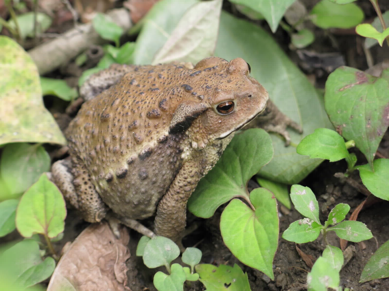 アズマヒキガエル2