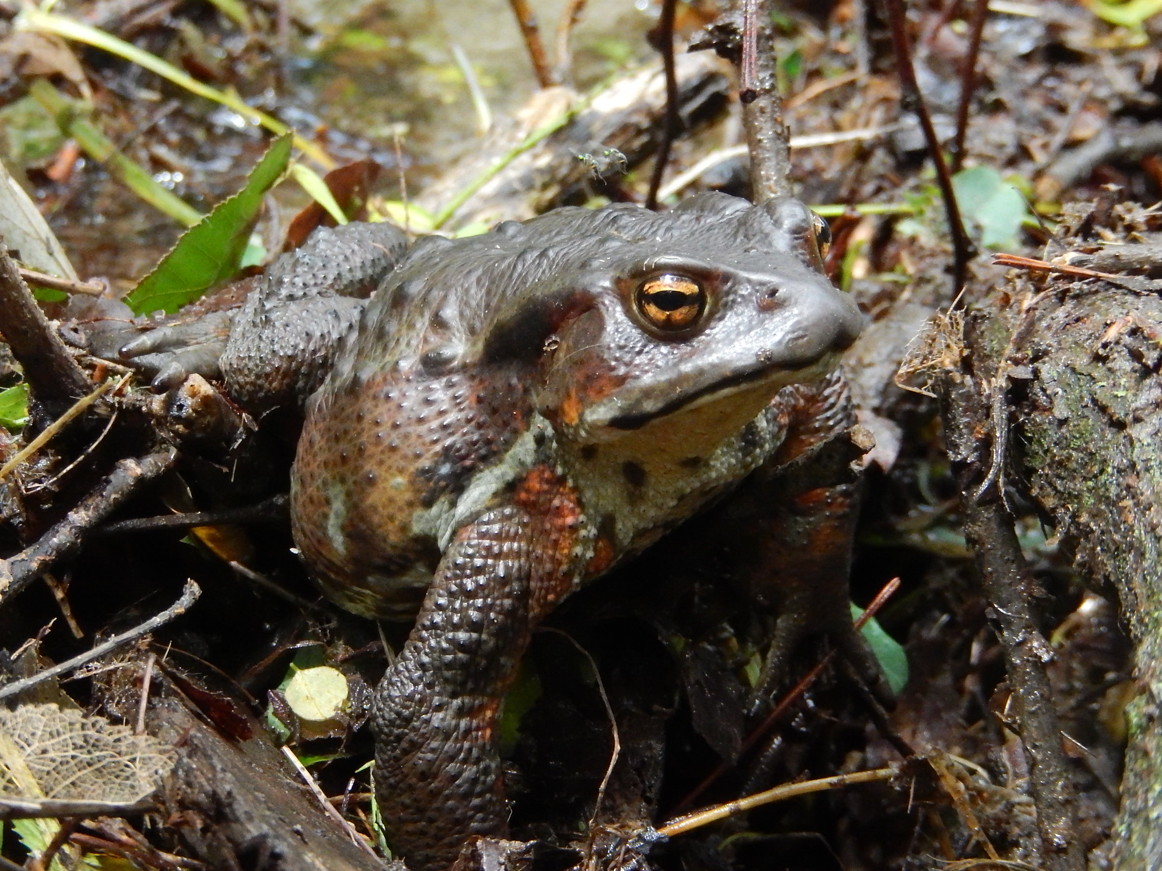 アズマヒキガエル3