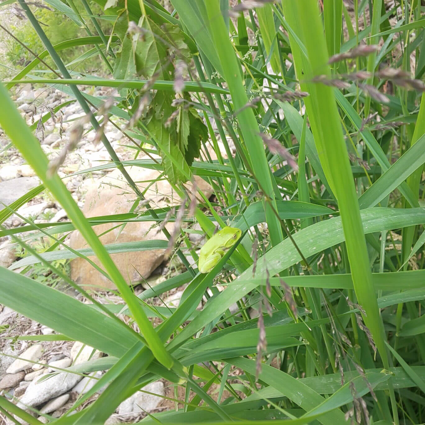 シュレーゲルアオガエル1