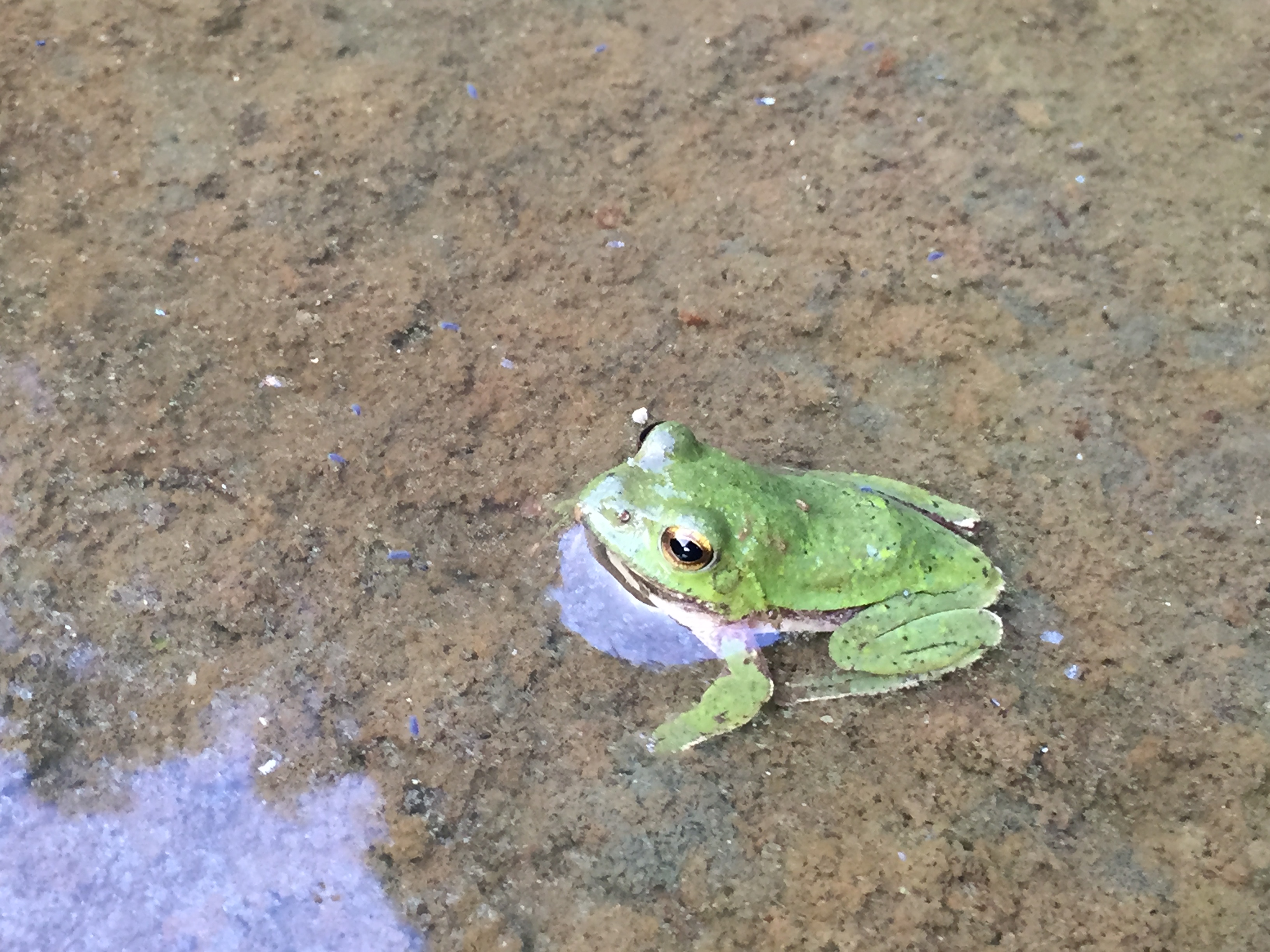 シュレーゲルアオガエル2