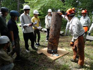 チェーンソーによる模擬伐倒について