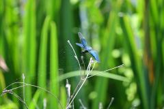 報告いただいた写真（チョウトンボ）の画像