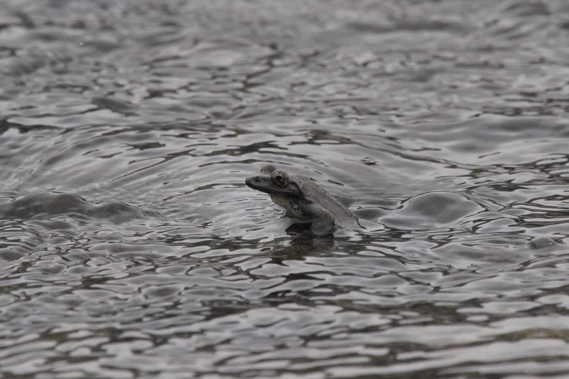 カジカガエル１