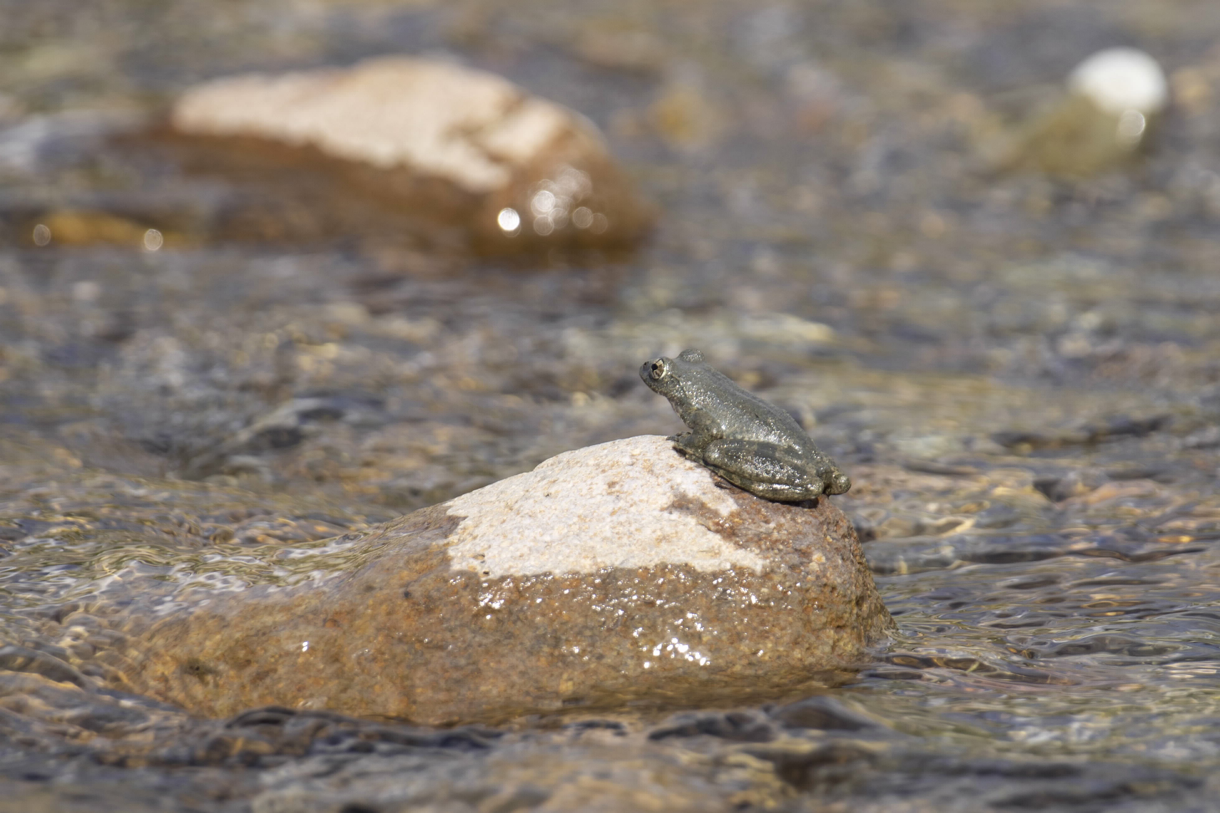 カジカガエル２