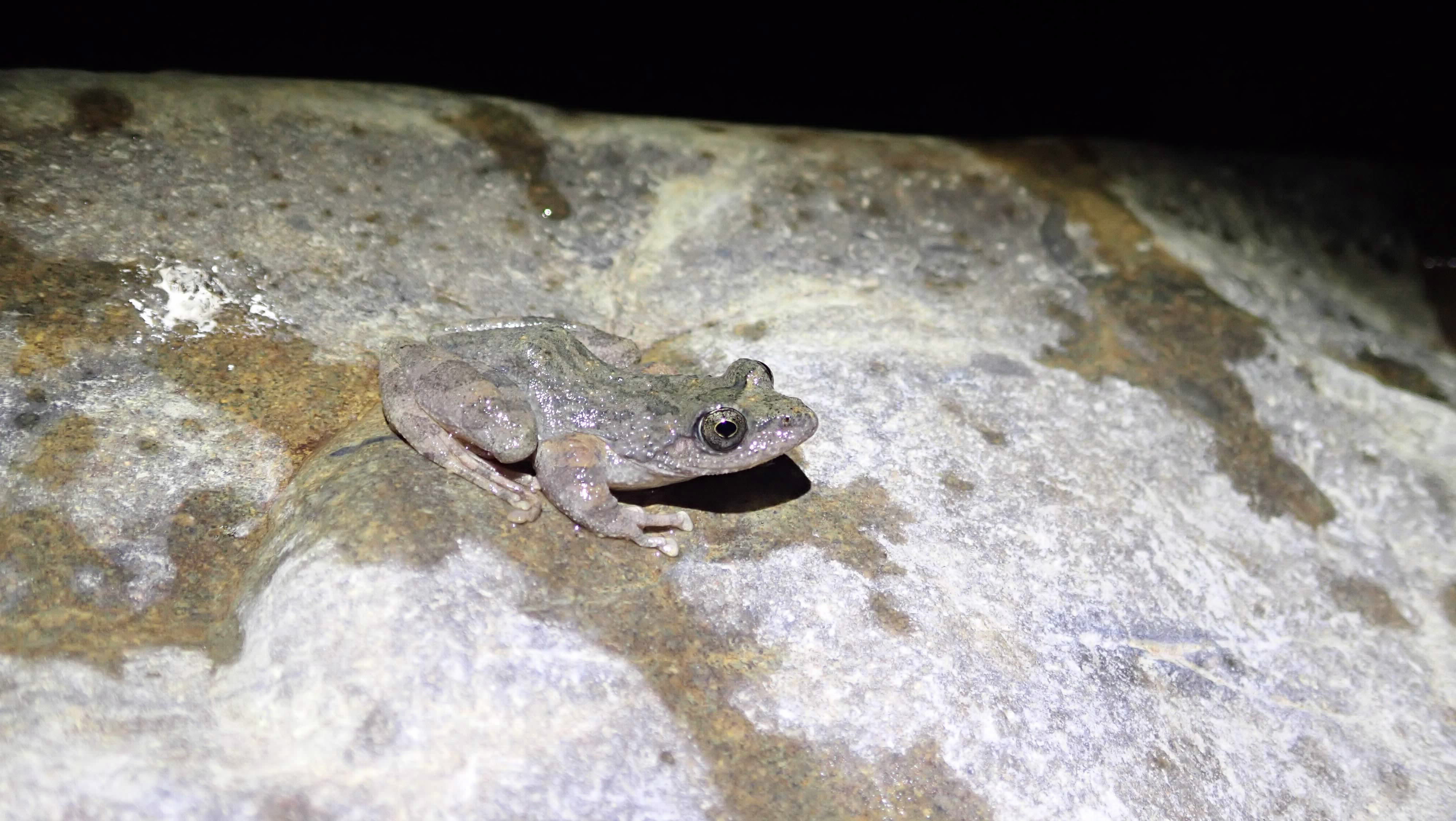 カジカガエル３