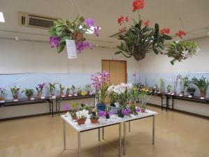 洋ラン展①