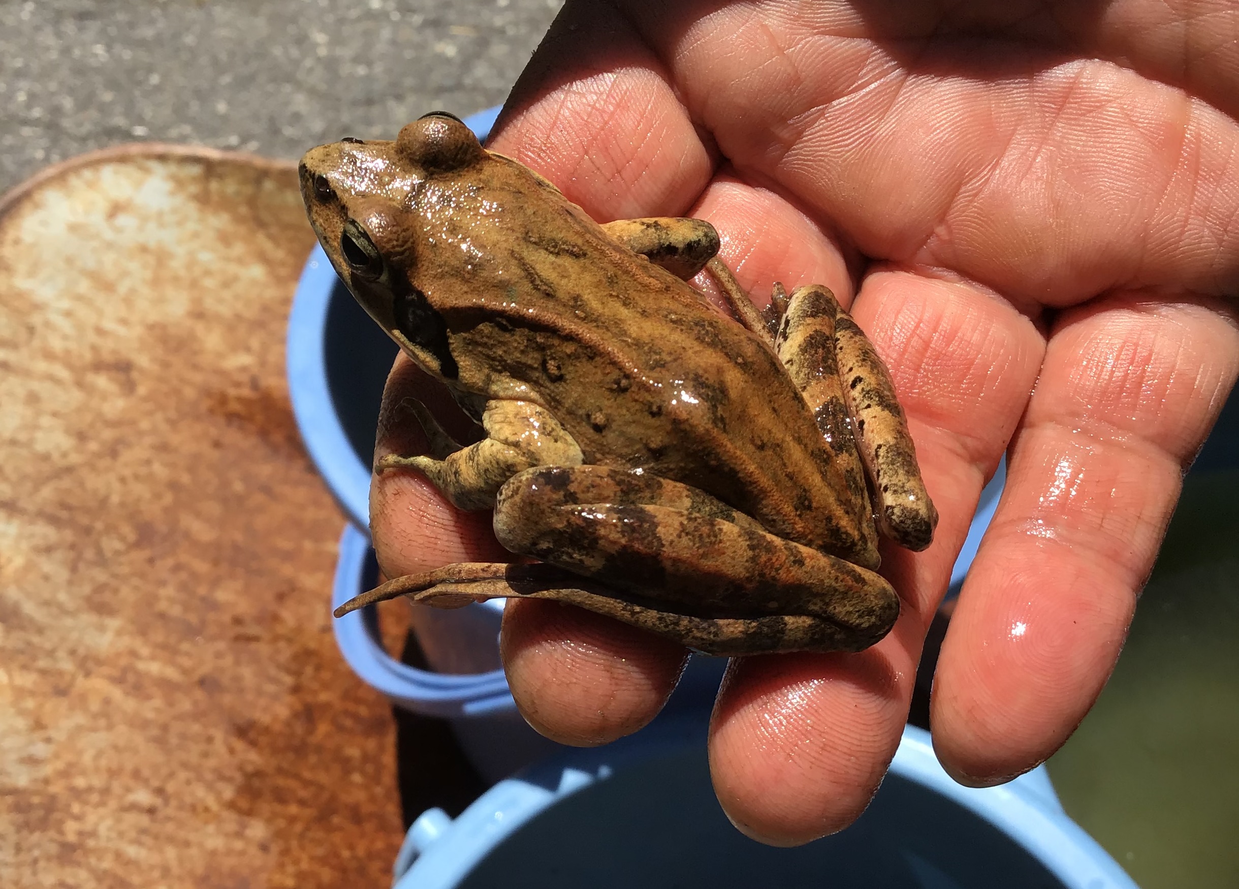 ヤマアカガエル1