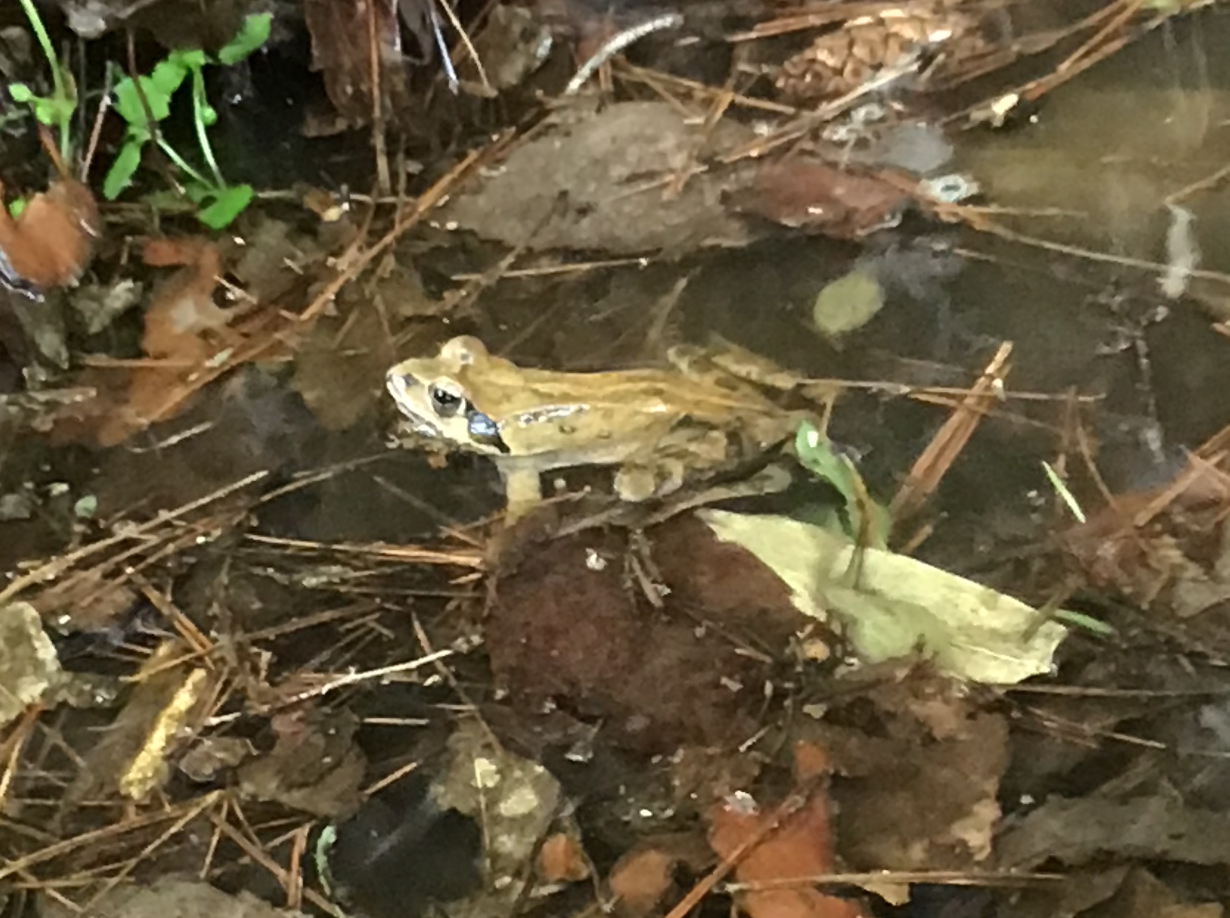 ヤマアカガエル2