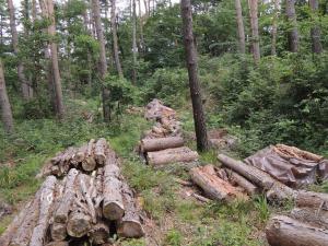 残置木の様子