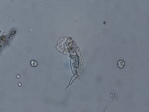 レパデラの写真