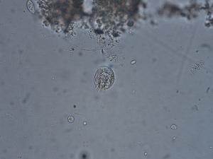 アズピディスカの写真