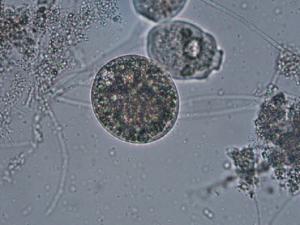 プロロドンの写真