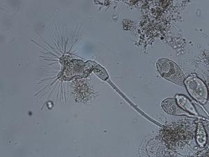 トコフィリアの写真