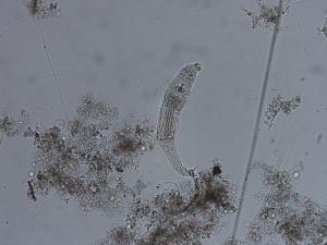 ロタリアの写真