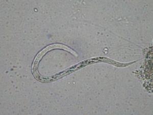 ディプロガスターの写真