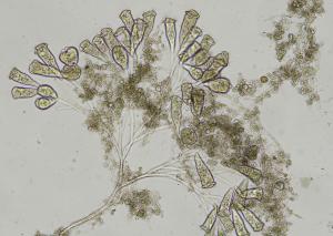 エピスティリスの写真