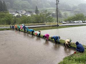 田植えの様子