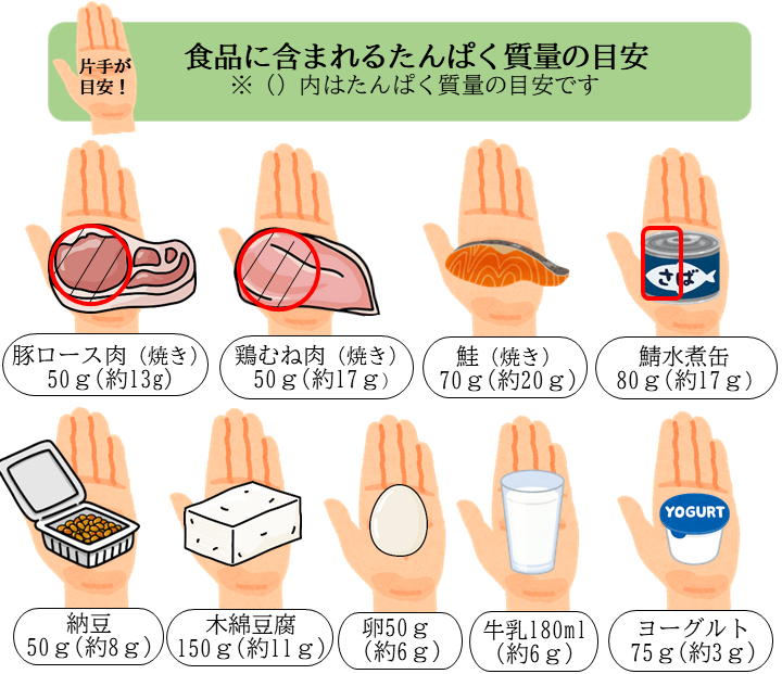 食品に含まれるたんぱく質量の目安